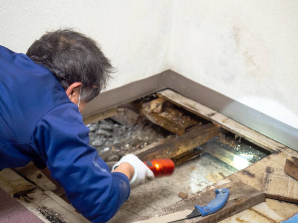 Best Toxic Mold Removal  in Cotulla, TX