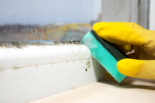 Best Black Mold Removal  in Cotulla, TX