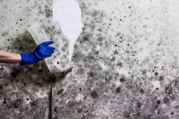 Best Toxic Mold Removal  in Cotulla, TX